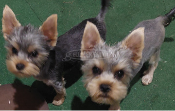 Yorkshire terrier kölykök