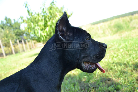 Cane Corso kiskutyák - 1/11