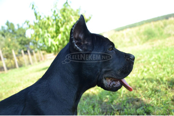 Cane Corso kiskutyák