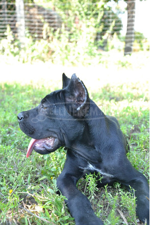 Cane Corso kiskutyák - 2/11