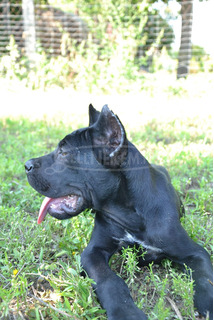 Cane Corso kiskutyák