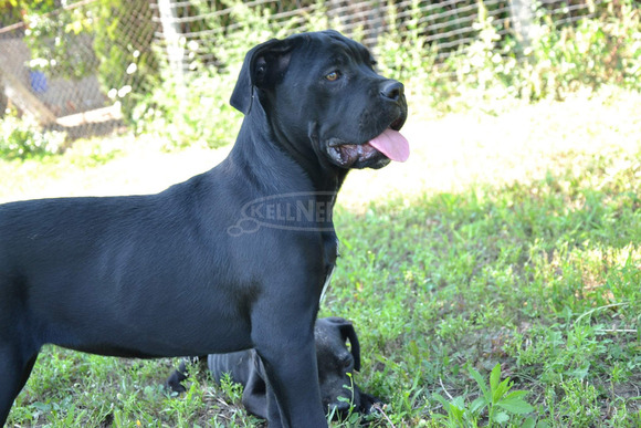 Cane Corso kiskutyák - 3/11