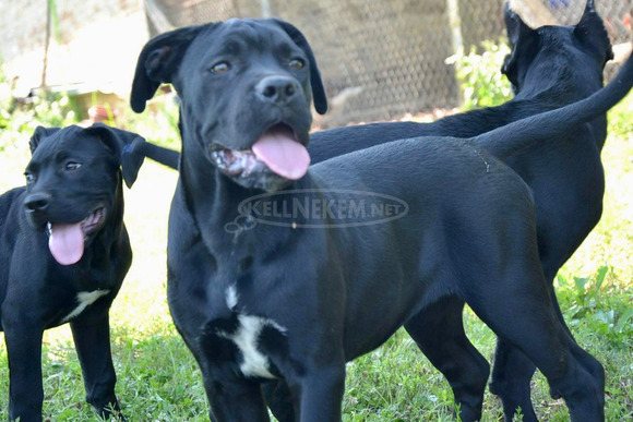 Cane Corso kiskutyák - 4/11