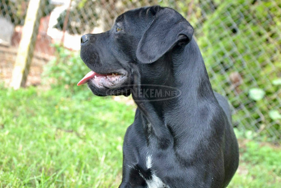 Cane Corso kiskutyák - 5/11