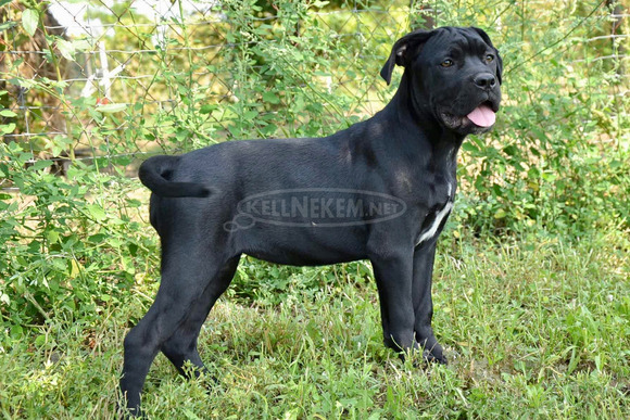 Cane Corso kiskutyák - 6/11