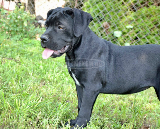 Cane Corso kiskutyák - 7/11