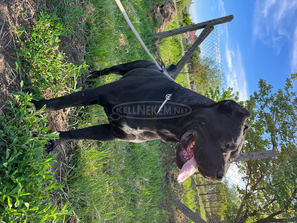 Cane Corso kiskutyák - 8/11