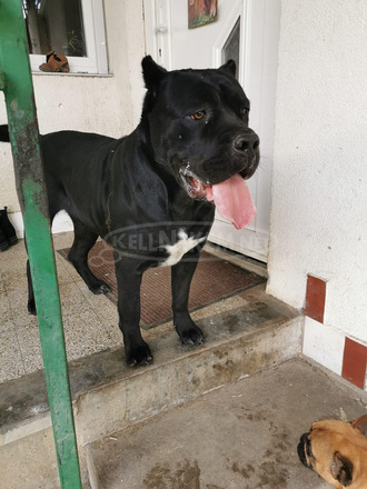 Cane Corso kiskutyák - 9/11