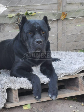 Cane Corso kiskutyák - 10/11