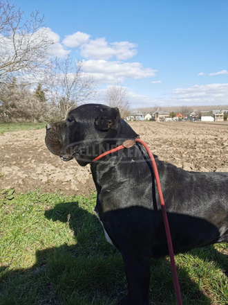 Cane Corso kiskutyák - 11/11