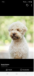 Lagotto kiskutya