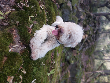 Lagotto kiskutya