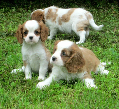 Cavalier kiskutyák eladók! - 1/8