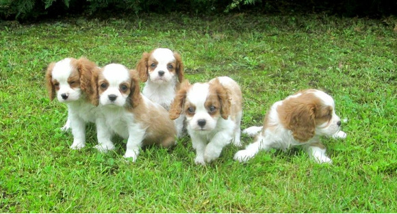 Cavalier kiskutyák eladók! - 2/8