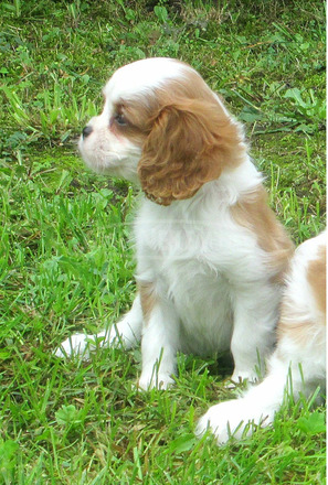 Cavalier kiskutyák eladók! - 3/8