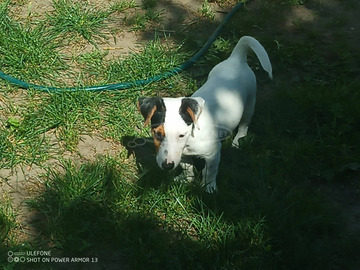 jack russel