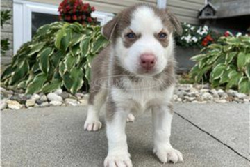 Szibériai husky kiskutya