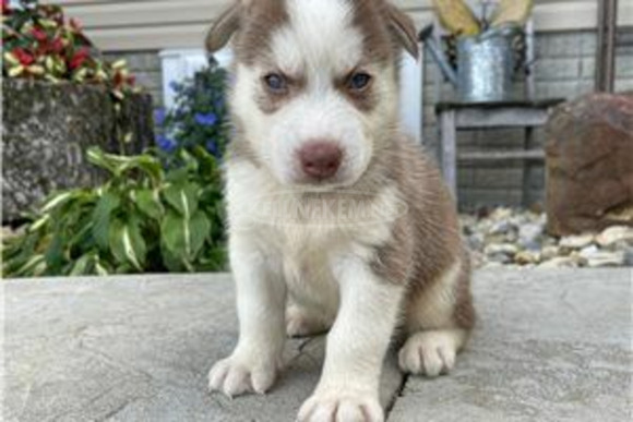 Szibériai husky kiskutya - 4/4