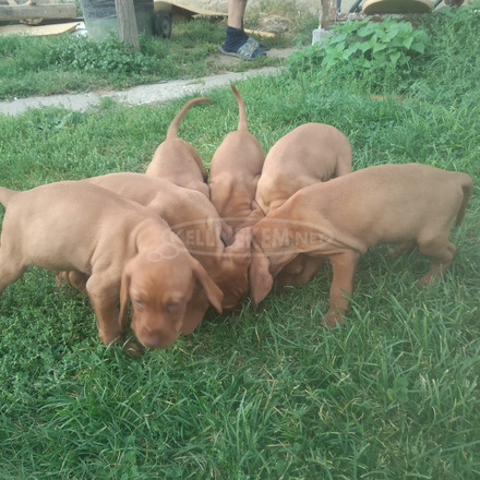 Magyar vizsla kölykök eladók - 2/3