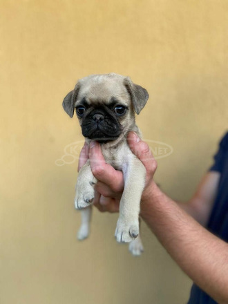 Mopsz kiskutya - 2/7