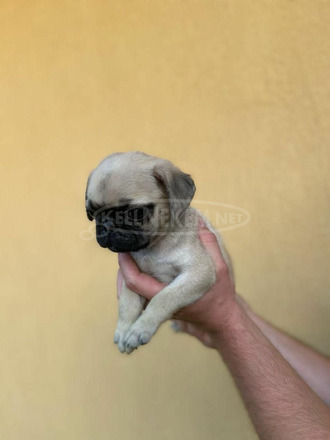 Mopsz kiskutya - 3/7