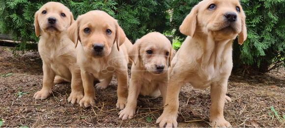 Labrador fajtatiszta kiskutyák - 1/7