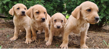 Labrador fajtatiszta kiskutyák