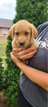 Labrador fajtatiszta kiskutyák - 3/7