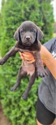 Labrador fajtatiszta kiskutyák - 4/7