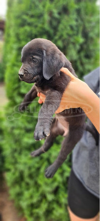 Labrador fajtatiszta kiskutyák - 5/7