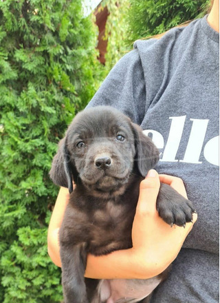 Labrador fajtatiszta kiskutyák - 6/7