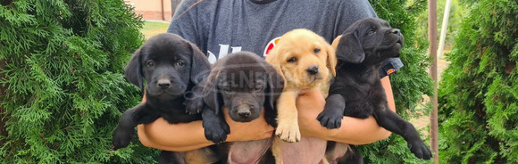 Labrador fajtatiszta kiskutyák - 7/7