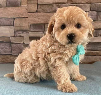 INDÍTÁSRA KÉSZ Maltipoo játék mérete KC Parents DNA Clear