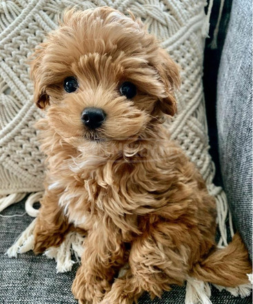 INDÍTÁSRA KÉSZ Maltipoo játék mérete KC Parents DNA Clear - 2/2