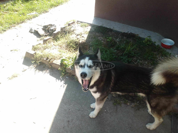 eladó husky - 2/4