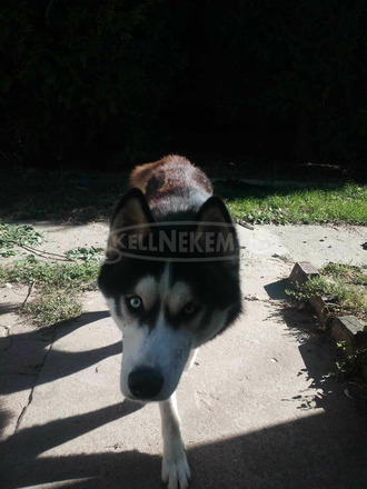 eladó husky - 4/4
