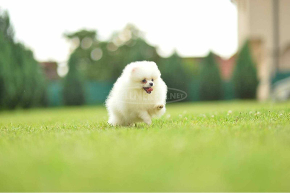 Pomerániai spitz kölykök - 1/12