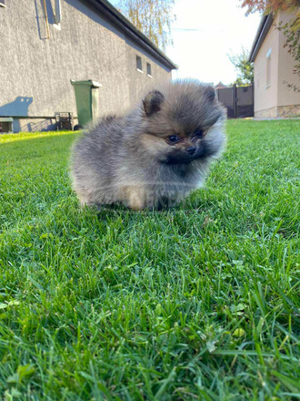 Pomerániai spitz kölykök - 4/12