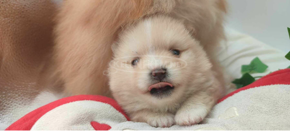 Pomerániai spitz kölykök - 5/12