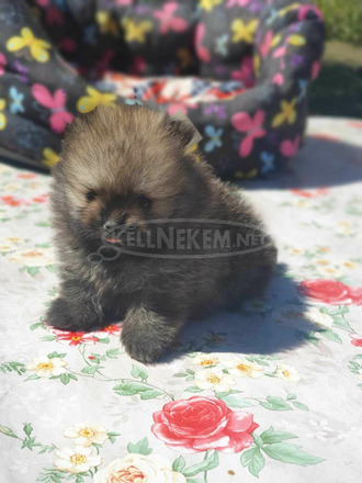 Pomerániai spitz kölykök - 7/12