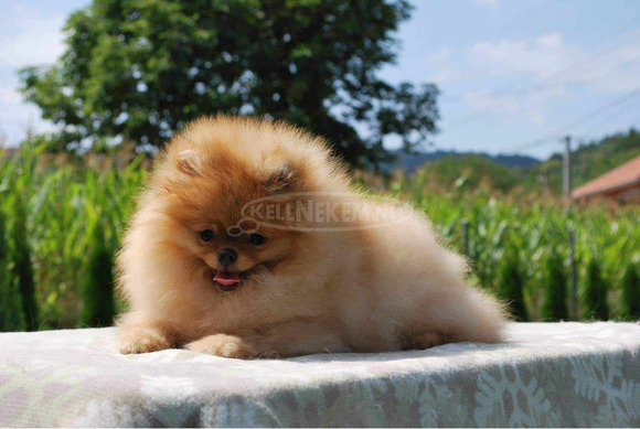Pomerániai spitz kölykök - 8/12