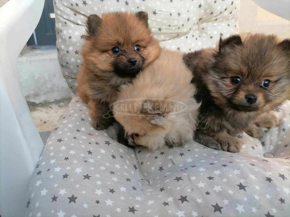 Pomerániai spitz kölykök - 9/12