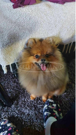 Pomerániai spitz kölykök - 10/12