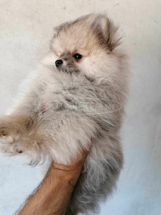 Pomerániai spitz kölykök - 11/12