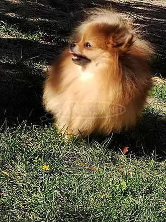 Pomerániai spitz kölykök - 12/12