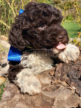 lagotto romagonolo - 1/7
