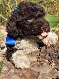 lagotto romagonolo