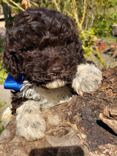 lagotto romagonolo