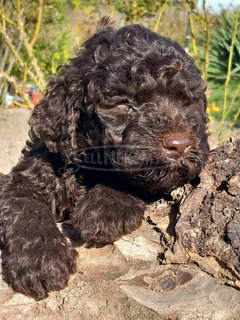 lagotto romagonolo