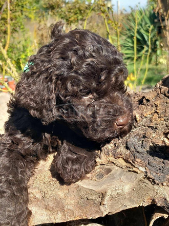 lagotto romagonolo - 4/7